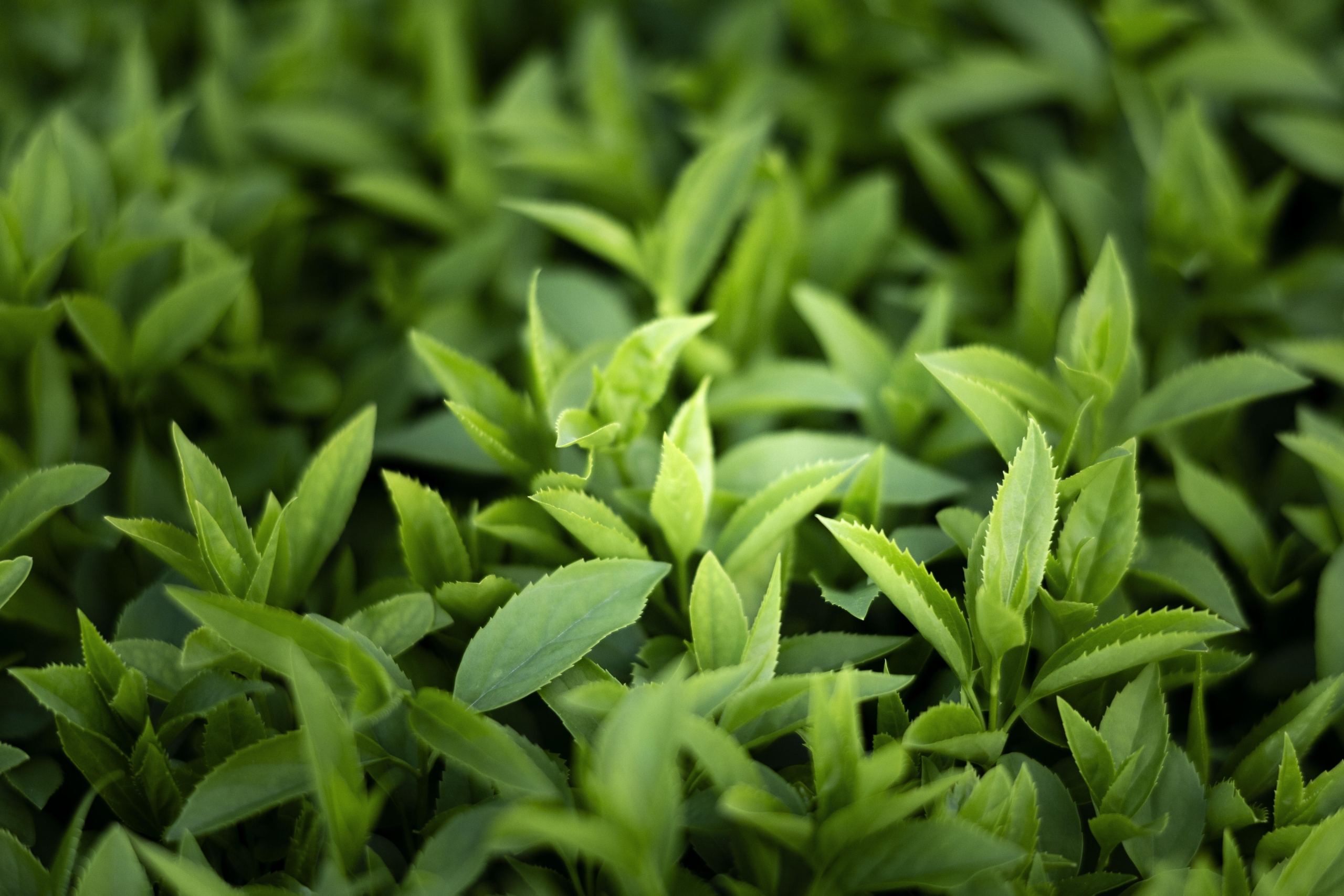 close-up-green-leaves-nature